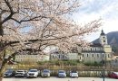 〝高田の桜〟今年も　姉妹都市提携のリリエンフェルト市から開花写真届く　上越市の羽尾勇さんに