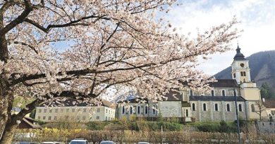 〝高田の桜〟今年も　姉妹都市提携のリリエンフェルト市から開花写真届く　上越市の羽尾勇さんに