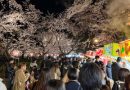 花見客が全国各地に分散?　高田城址公園観桜会の来場者は41万8000人　昨年よりわずか8000人の増加