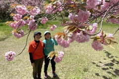 上越市の五智公園で八重桜が満開　週末と祝日はゴーカート営業も